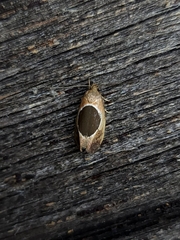 Hoplomorpha abalienella