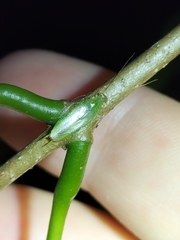 Mediastinia
