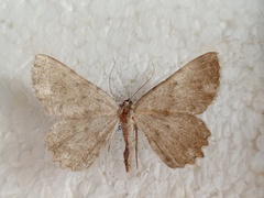 Dicrognophos sartata