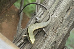 Eutropis macularia
