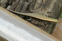 Eutropis macularia