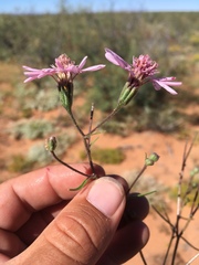 Palafoxia sphacelata