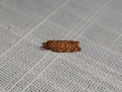 Syringoseca rhodoxantha