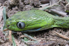 Boiga cyanea