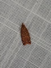 Syringoseca rhodoxantha