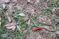 Boiga cyanea