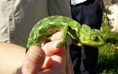 Chamaeleo chamaeleon