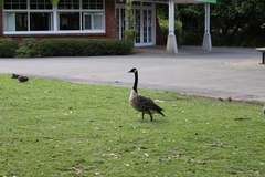 Branta canadensis maxima