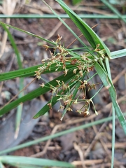 Cyperus sexangularis