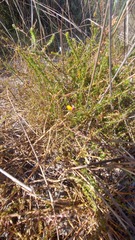 Aspalathus retroflexa bicolor