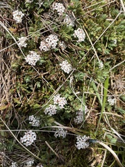 Pimelea alpina