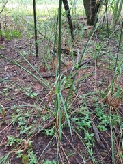 Cyperus sexangularis