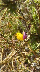 Aspalathus retroflexa bicolor