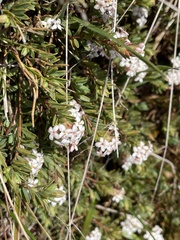 Pimelea alpina