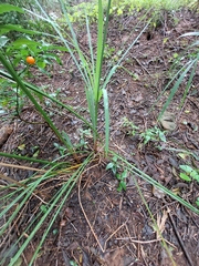 Cyperus sexangularis
