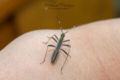 Micrelytra fossularum