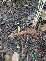 Cyperus sexangularis