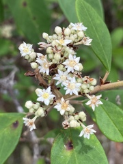 Pomaderris canescens