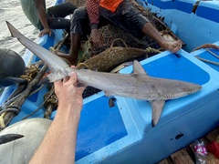 Carcharhinus brevipinna