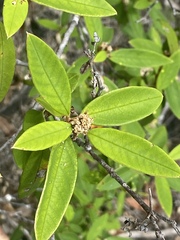 Pomaderris canescens