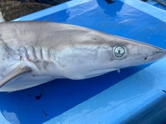 Carcharhinus brevipinna