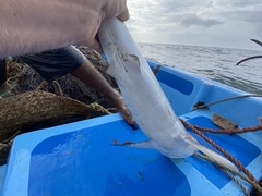 Carcharhinus brevipinna