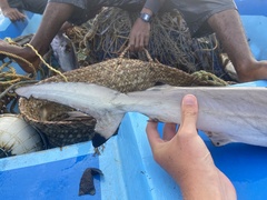 Carcharhinus brevipinna