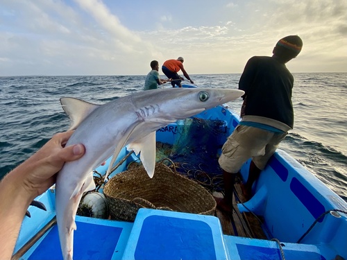 Milk shark (Rhizoprionodon acutus) — Carcharhinidae — 3