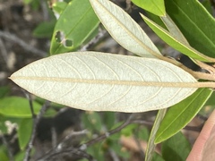 Pomaderris canescens