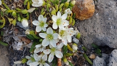 Montia campylostigma