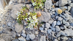 Montia campylostigma