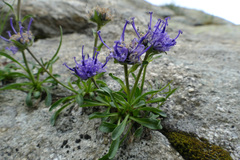 Phyteuma globulariifolium