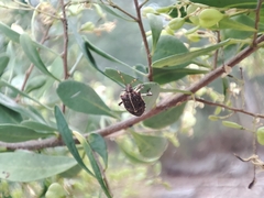 Oncocoris geniculatus