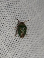 Diaphyta