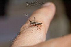 Micrelytra fossularum