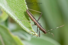 Micrelytra fossularum