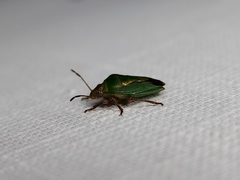 Diaphyta