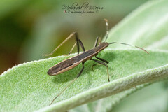 Micrelytra fossularum