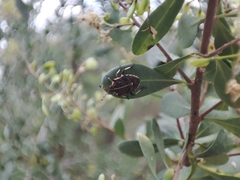 Oncocoris geniculatus