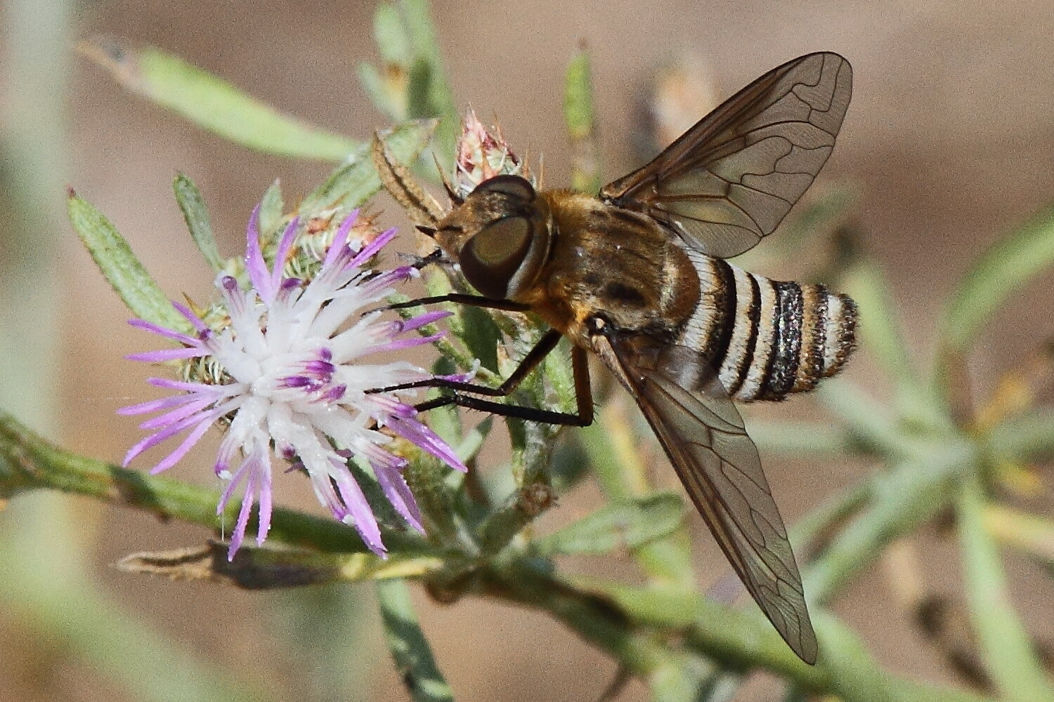 Exoprosopa minos