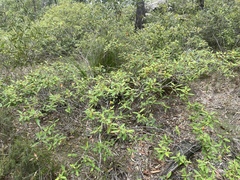 Pomaderris canescens