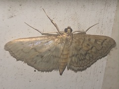 Herpetogramma pertextalis