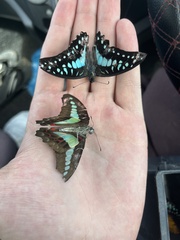 Graphium sarpedon