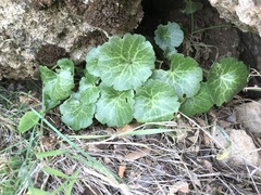 Umbilicus intermedius