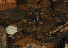 Macromia