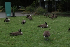 Branta canadensis maxima