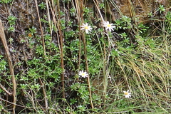 Celmisia bellidioides