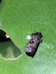 Cryptaspasma brachyptycha