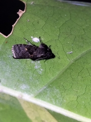 Cryptaspasma brachyptycha