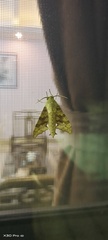Smerinthulus perversa